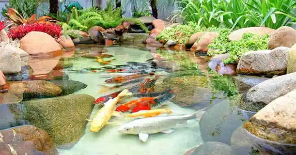 Marco Aquários - Loja de aquarismo - Adamantina, SP