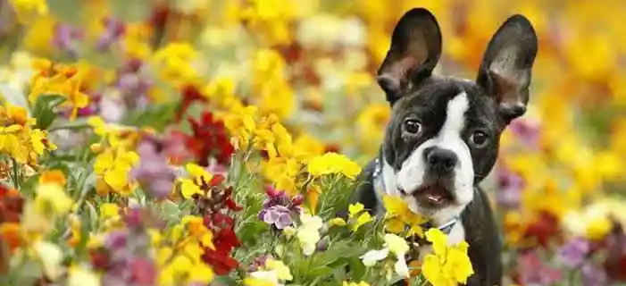 Pet Master, Banho e Tosa - Adamantina, SP