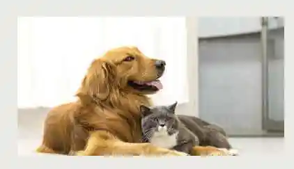 Casa do Pet, Banho e Tosa - Adamantina, SP